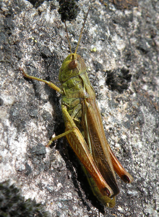 Acrididae dal Trentino